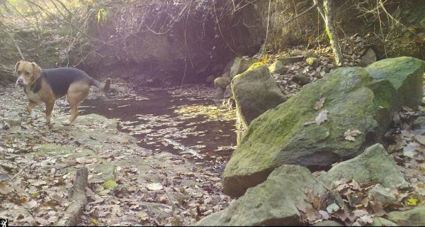 Fototrampeig a Utgés (Castelltallat)