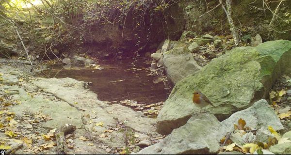 Fototrampeig a Utgés (Castelltallat)
