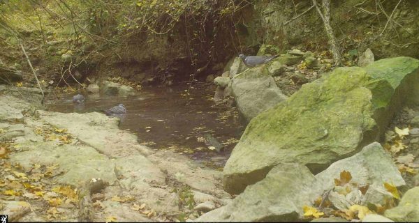 Fototrampeig a Utgés (Castelltallat)
